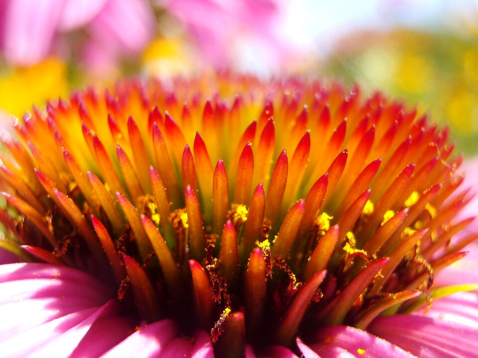 Pollen macro close up