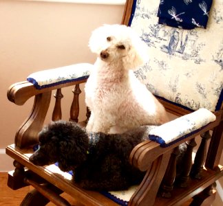 Rocking chair poodles