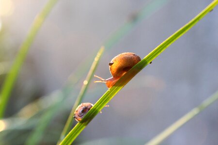 Grass sunshine nature