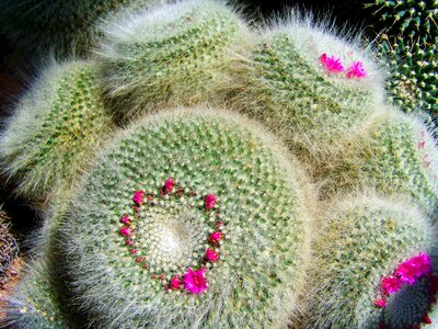 Mexican cactus botanical garden pecs
