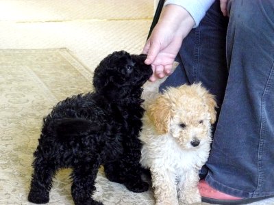 Jasper and Dylan as toy poodles pups photo
