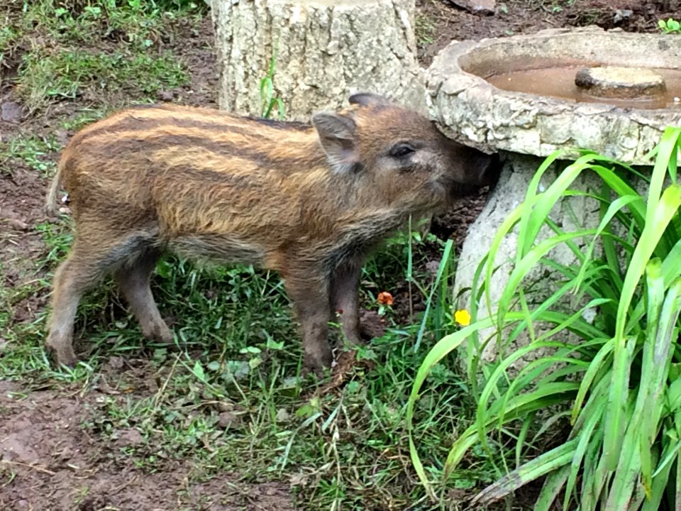 Forest of Dean Wild Boar piglet sipping water