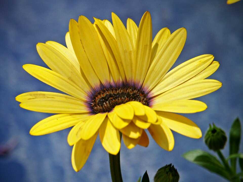 Yellow marigold close up