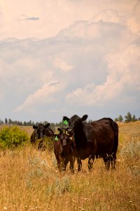 6515 NRCS projects.jpg