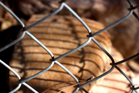 Fence Shadows photo