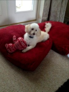 Dylan with a captured toy!