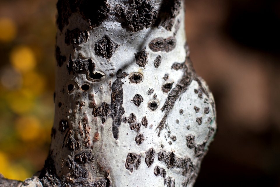 The Tree Has Eyes