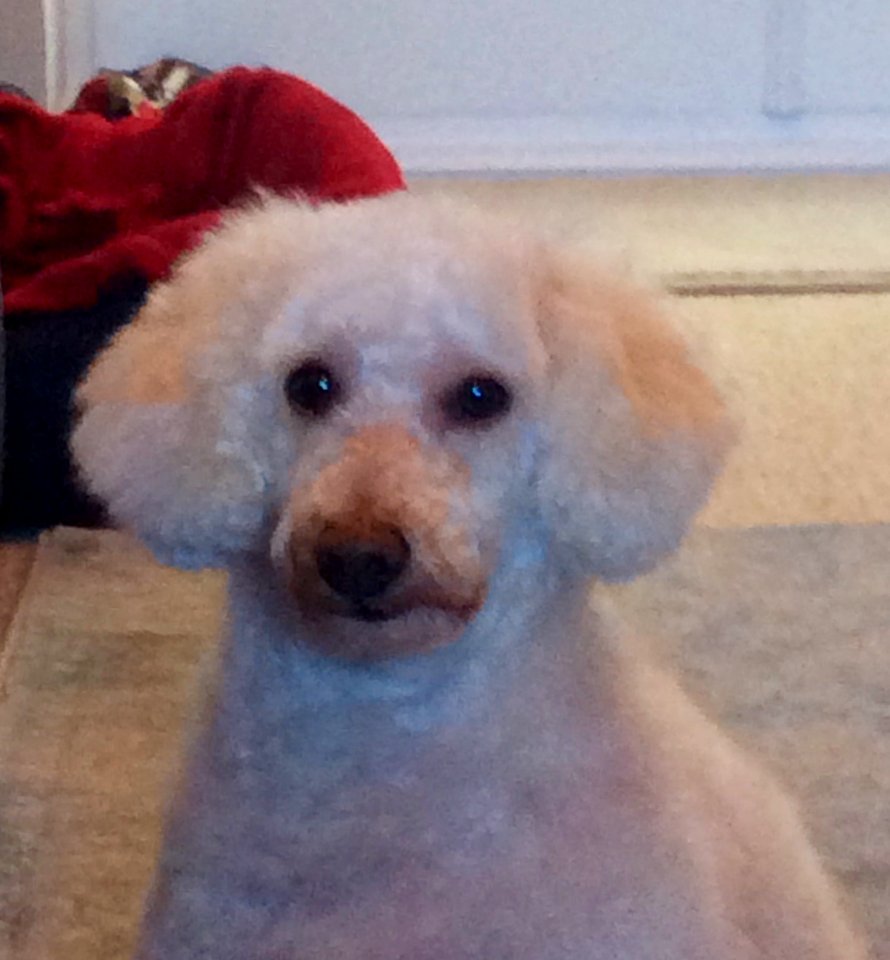Dylan with short back and sides