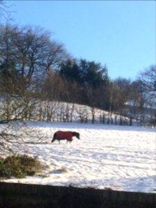Horse in the snow of the Forest of Dean