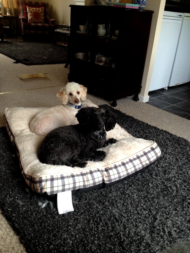 Dylan and Jasper on their new comfy bed