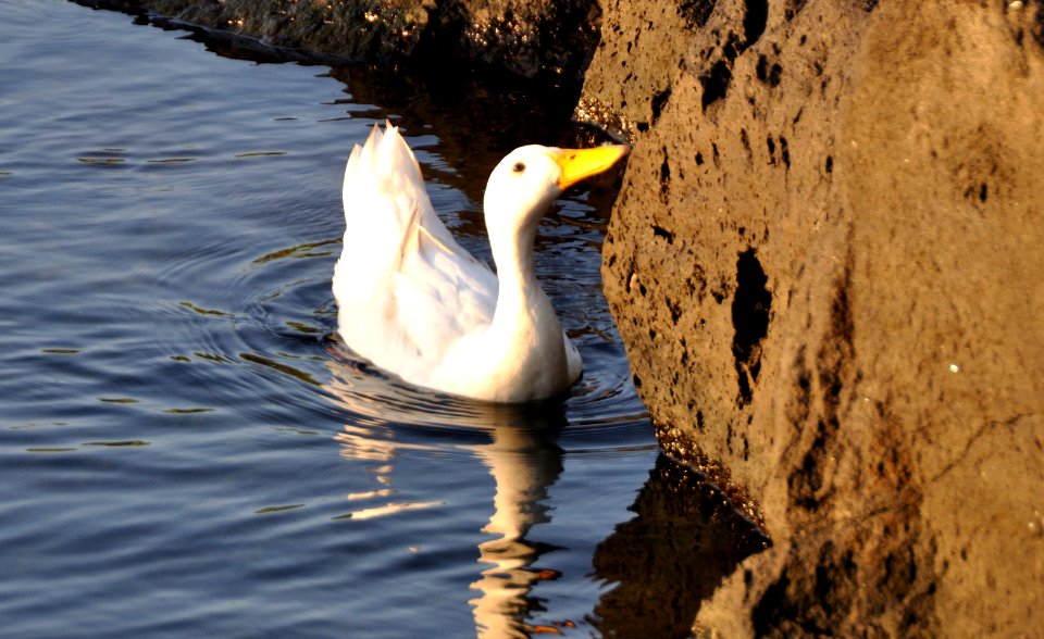 Ducks at Porto Ulisse Ognina Catania Sicilia taly - Creative Commons by gnuckx