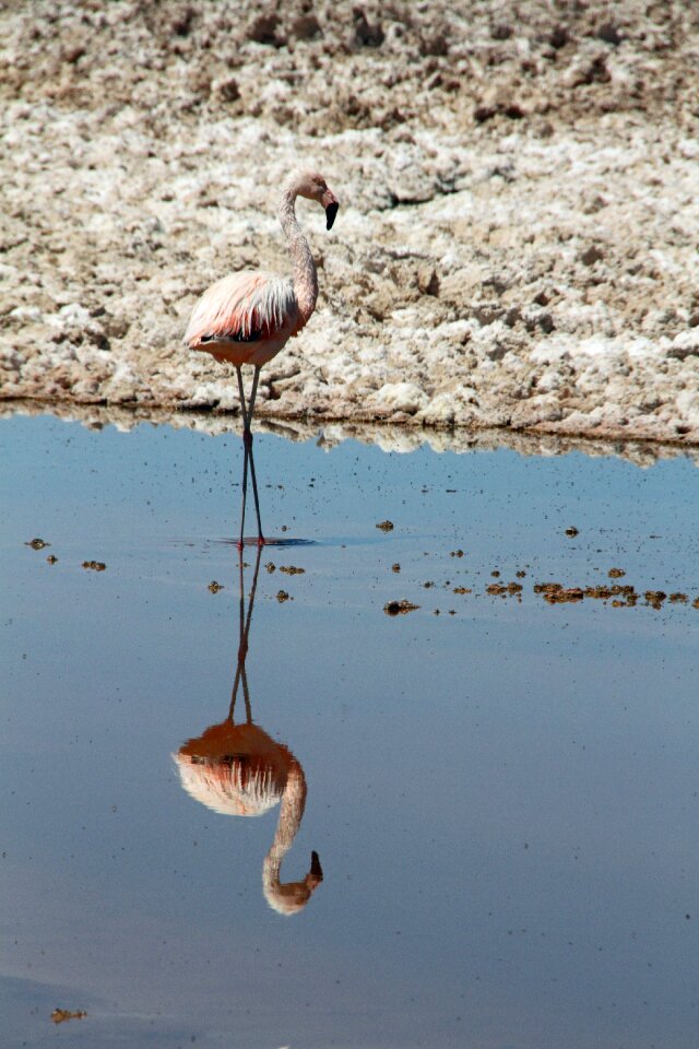 Chile animal bird