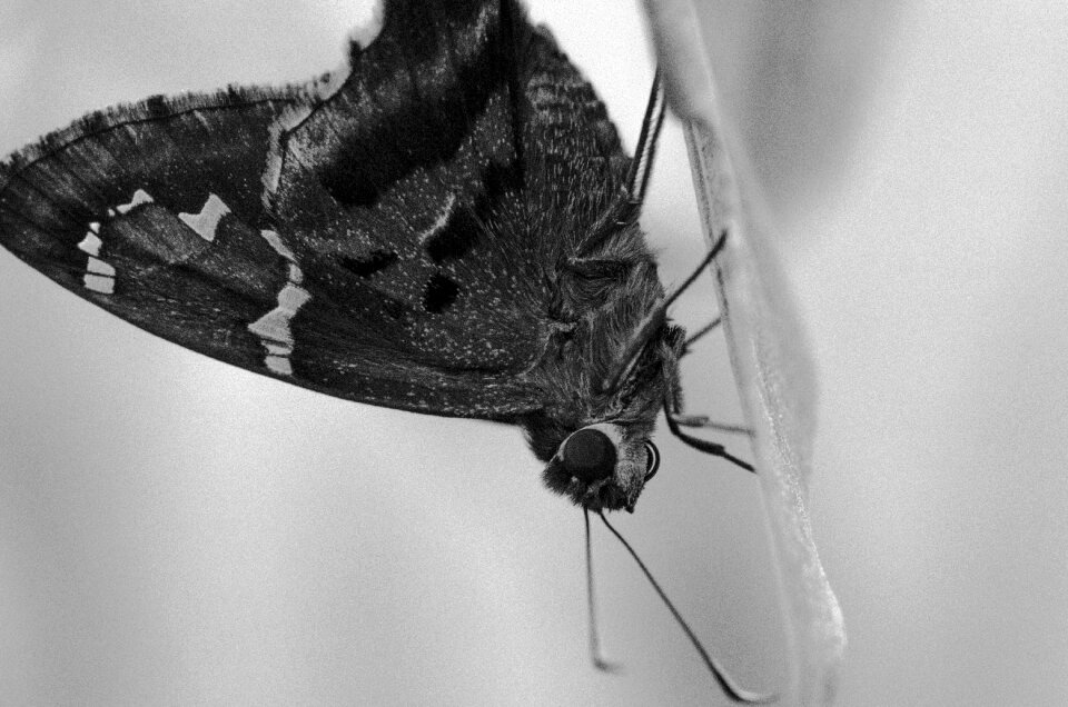 Moth insect nature