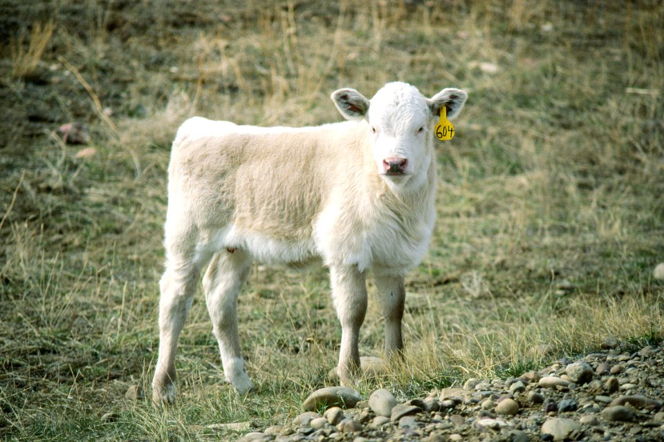 Livestock66.tif