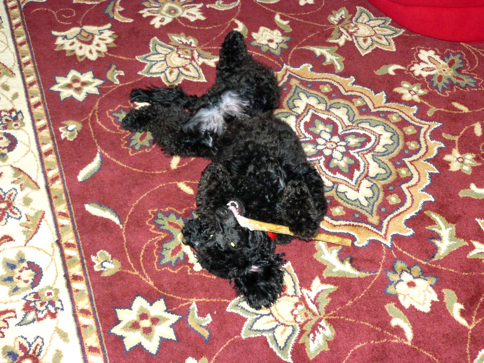 Jasper LOVING his chewy stick