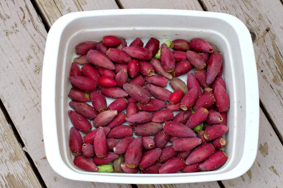 Prickly Pear Cactus Harvest