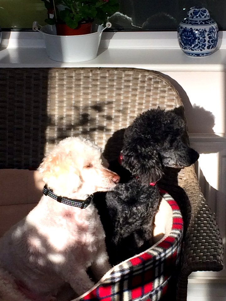 Dylan and Jasper - sun lovers