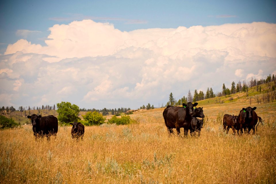 6519 NRCS projects.jpg