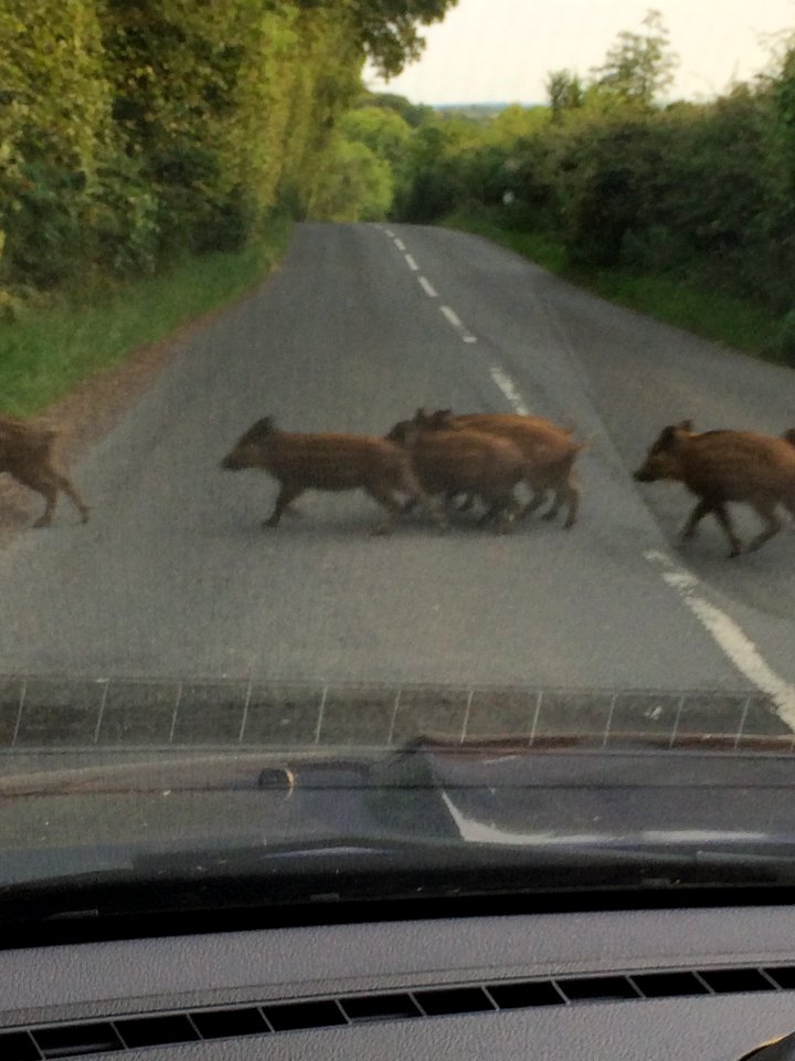 Forest of Dean Wild boar crossing the road