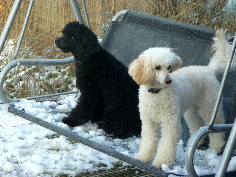 Jasper & Dylan - suspicious of the snow