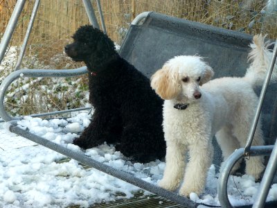 Jasper & Dylan - suspicious of the snow photo