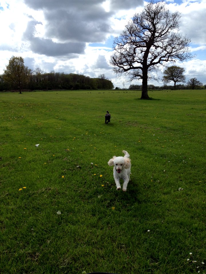 Dylan wins the race!