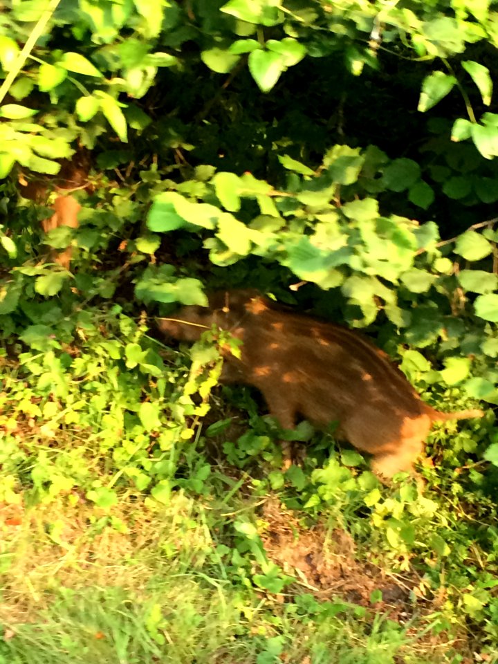 A wild boar piglet hiding in the Forest of Dean
