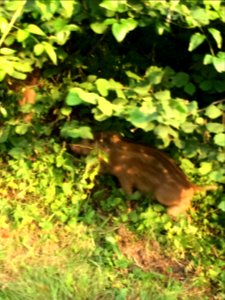 A wild boar piglet hiding in the Forest of Dean