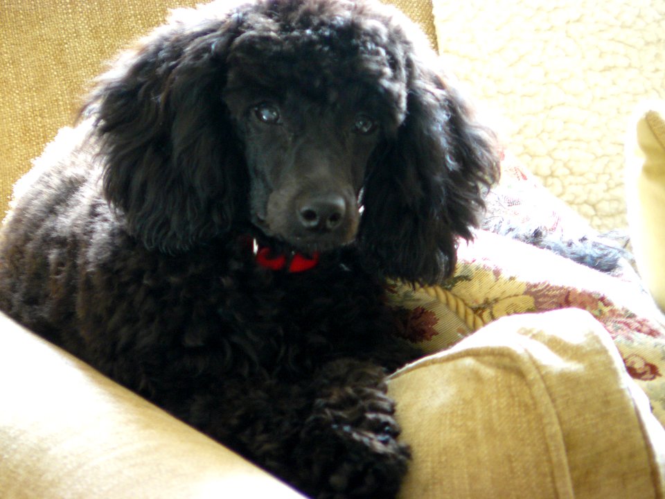 Jasper lounging