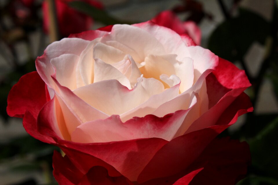 Red rose flowers garden plant