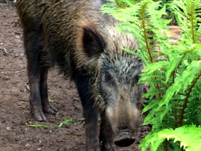 Adult Wild Boar, Forest of Dean