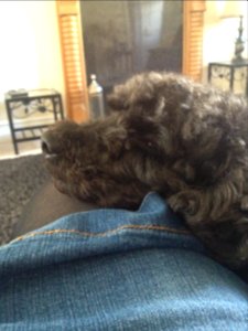Jasper resting on his mum's leg