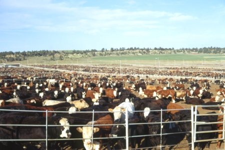Livestock71.tif photo