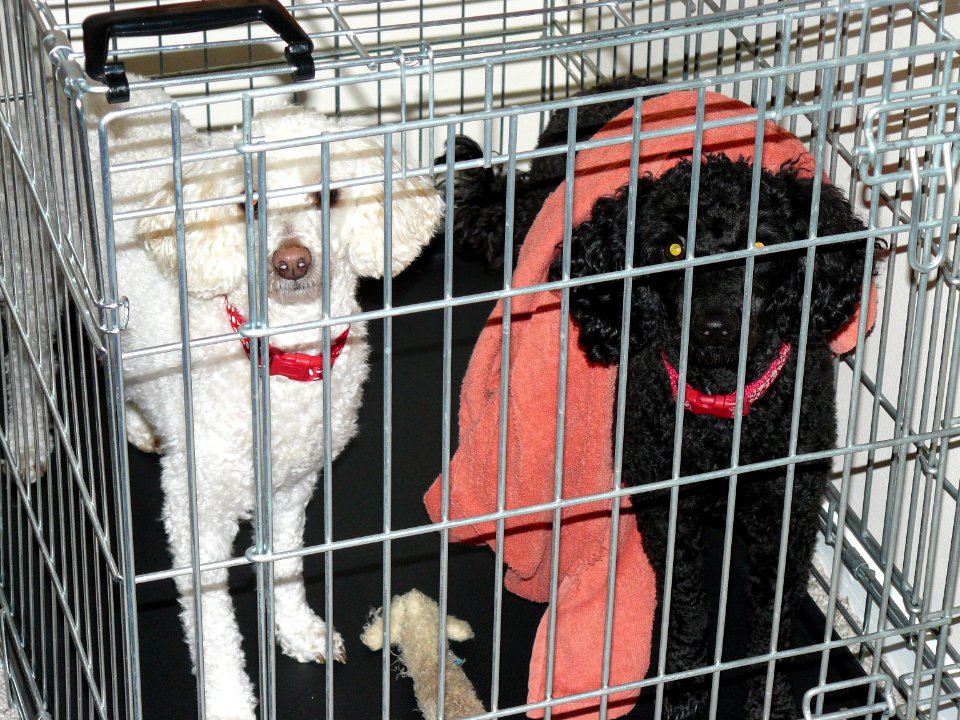 Dylan and Jasper waiting to be let out
