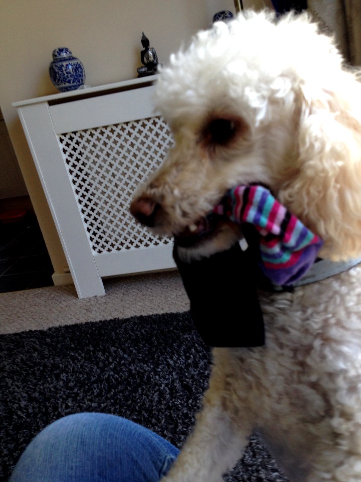 It is MY sock, says Dylan