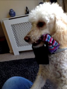 It is MY sock, says Dylan