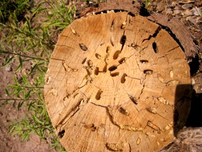 Holy Stump