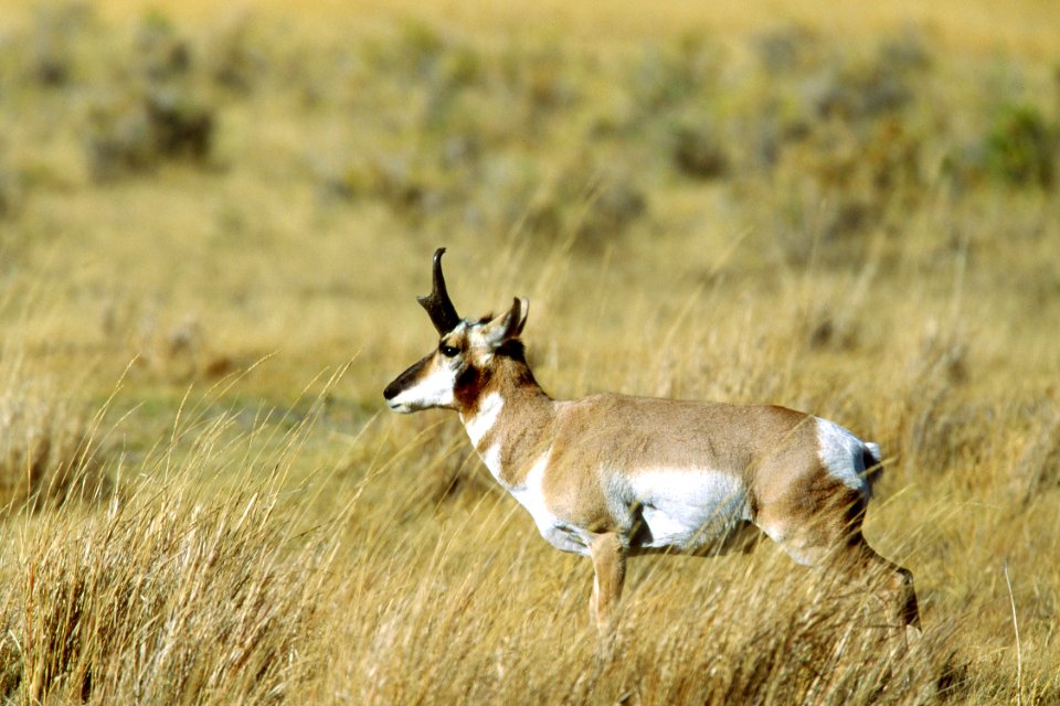Wildlife59.tif