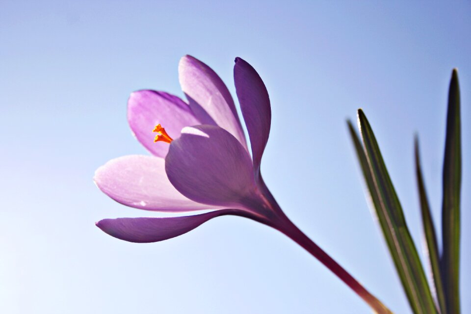 Spring nature crocuses