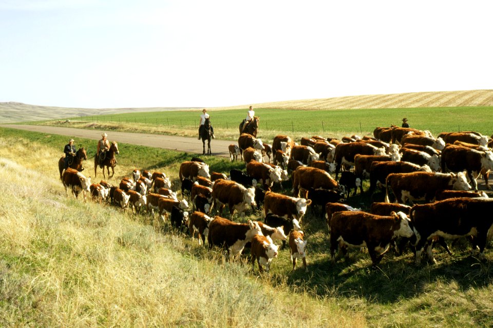 Livestock30.tif