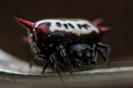 Nature black red photo