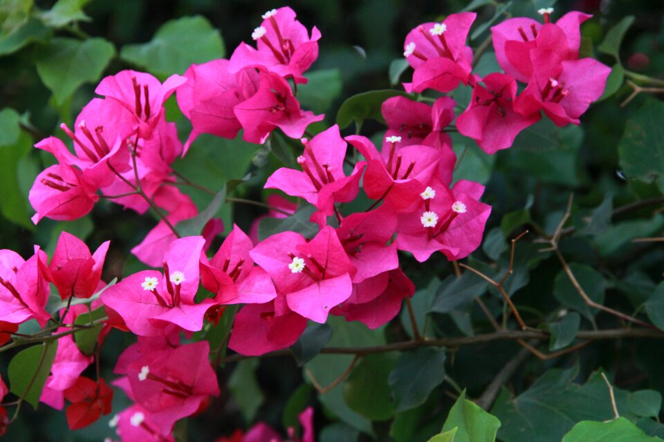 Design spring nature