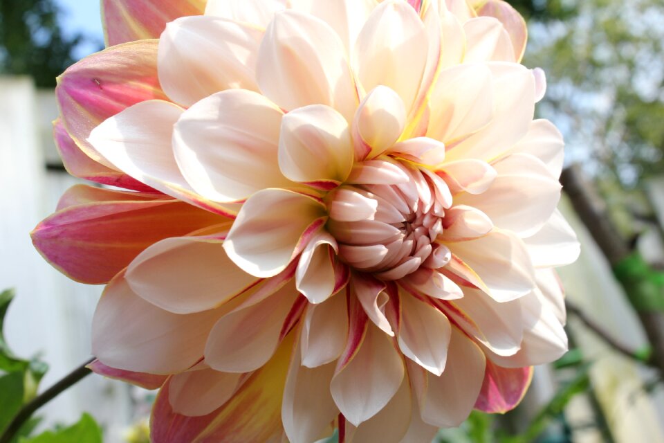 Nature pink flower pink
