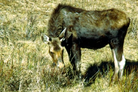 Wildlife53.tif