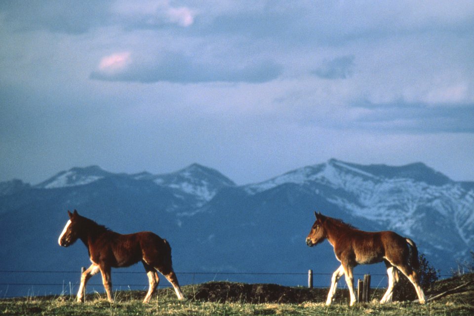 Livestock39.tif