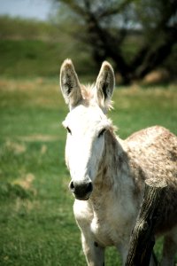 Livestock33.tif