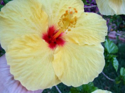 Yellow Hibiscus Flower-Taormina-Sicilia-Italy-Castielli CC0 HQ