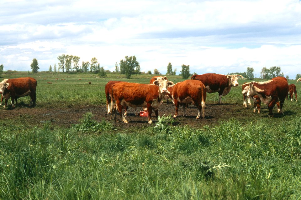 Livestock31.tif