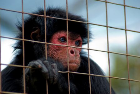Sad monkey.. photo
