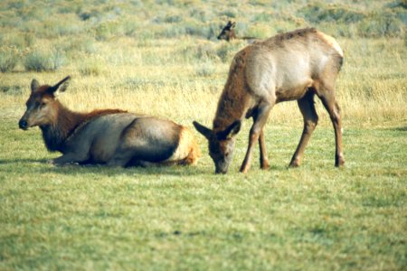 Wildlife50.tif